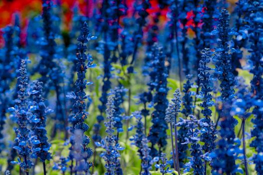 Real beauty nature photo background. Lamiaceae, Lavender field herb flower plant. Blue violet lilac color tone in stock. Tubular calyx corolla Medicine cosmetic relax spa summer fresh spring time day