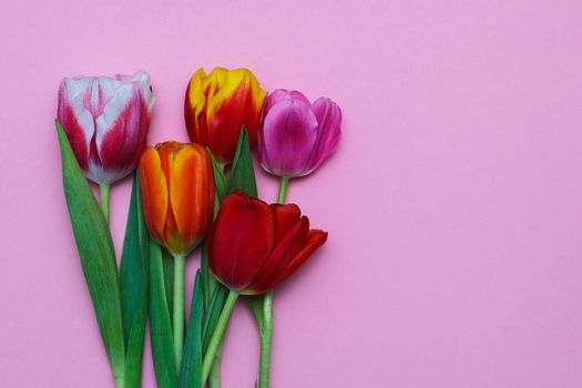 Bouquet of colorful tulip spring flowers in corner of pink background with blank copy space. Greeting card.