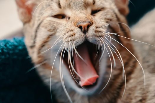 Stripes pussycat yawns. Lazy cat is lying in pet basket. Sleeping domestic animal close-up. Sunlight in window.