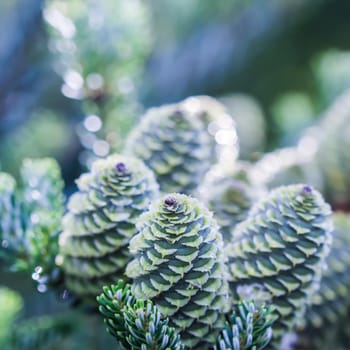 A branch of Korean fir with cones in the garden on a blurred background