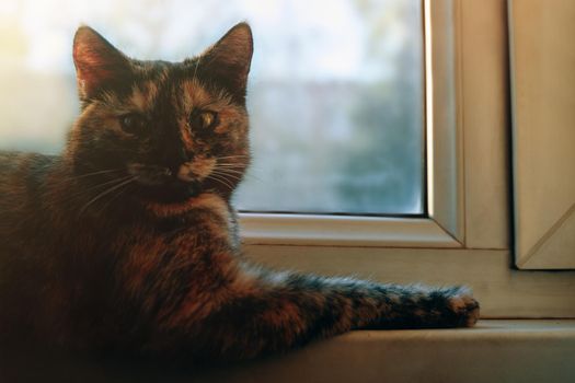 Lazy lovely cat lying by window. Domestic cute kitten with beautiful eyes relaxing on window sill. Sunny day outside.