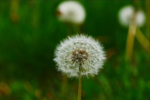 White young dandelion ta background of dark green grass.