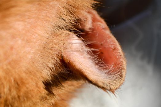red cat with a wounded ear after a fight with another cat. High quality photo