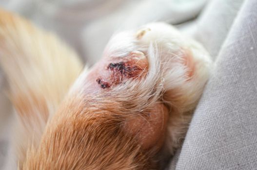 Paw of a sick bright orange cat. Cat's feet are wounds. High quality photo