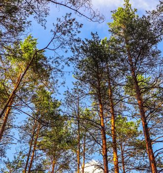 Tall trunks of pine trees on a background of blue sky in the forest