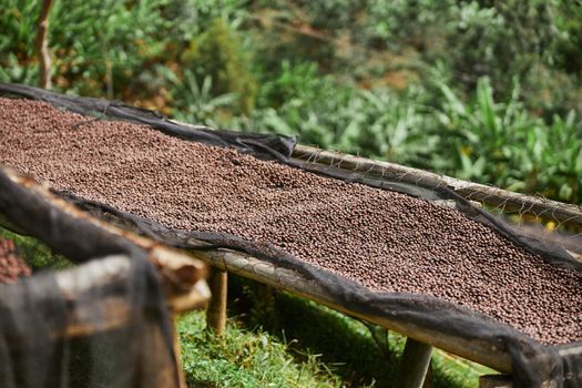 coffee natural drying process at washing station at the mountain region of eastern africa