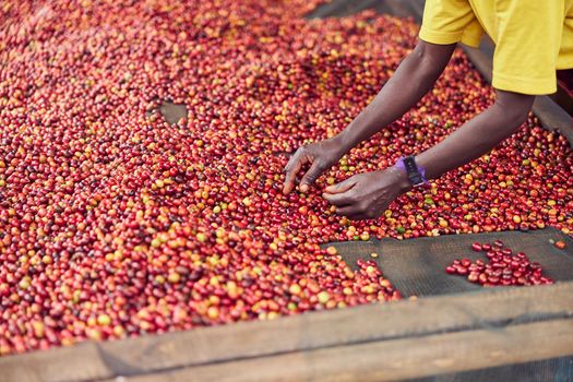 african workers are picking out fresh coffee beans at washing station