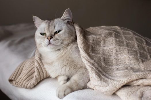A portrait of a sleep white British cat lies on a white bed under a white knitted blanket.