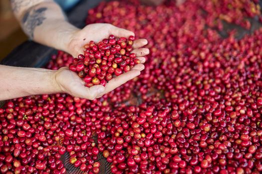 african workers are picking out fresh coffee beans at washing station