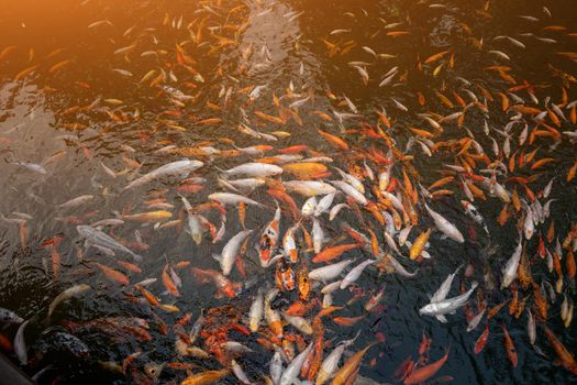 Pond with multiple numbers of Koi carp Carp fishes also know as Kohaku, Sanke, and Showa in it.