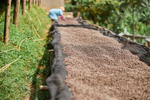 coffee natural drying process at washing station at the mountain region of eastern africa