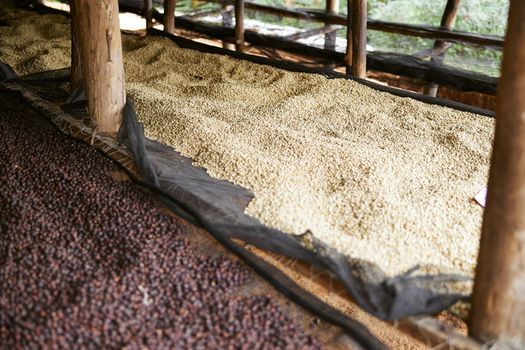 african workers are picking out fresh coffee beans at washing station