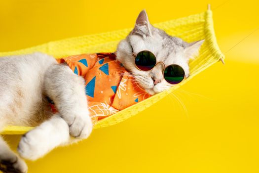 Funny white cat in sunglasses and an orange shirt, lies on a yellow hammock, on a yellow background. Copy space. Close up