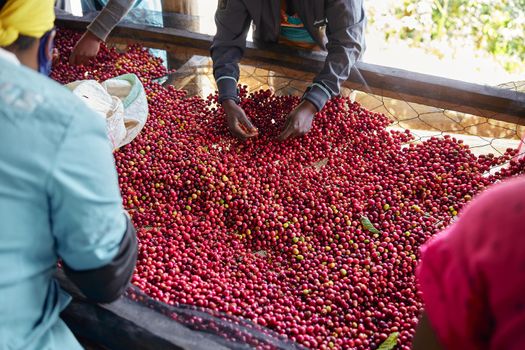 african workers are picking out fresh coffee beans at washing station