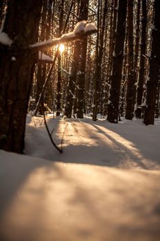 Sunlight through the trees in the forest. Snow trees and a cross-country ski trail. Beautiful and unusual roads and forest trails. Beautiful winter landscape. The trees stand in a row