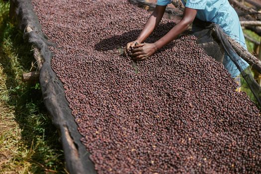 african workers are picking out fresh coffee beans at washing station