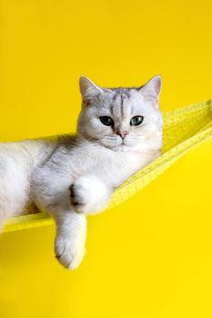 Portrait of adorable white cat lie on yellow fabric hammock isolated on yellow background. Close up. Copy space. Vertical