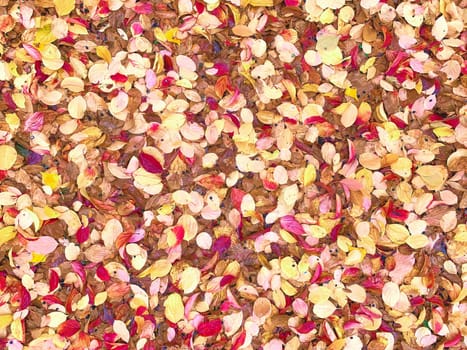 Texture fall background of autumn red and yellow leaves for postcards, ads, and flyers.