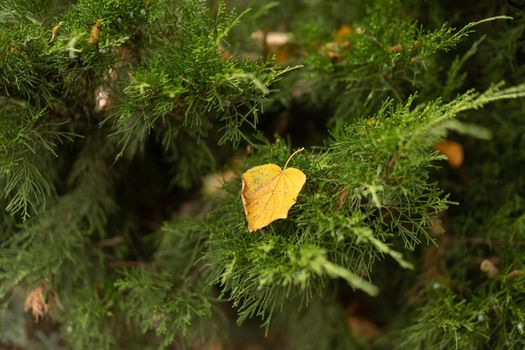 Close-up. Coniferous or spruce tree with fallen yellow leaves from the trees on it.