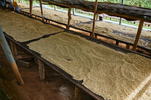 coffee natural drying process at washing station at the mountain region of eastern africa