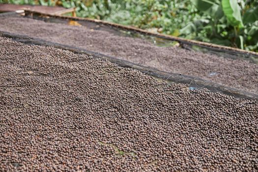 coffee natural drying process at washing station at the mountain region of eastern africa