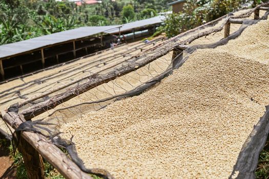 coffee natural drying process at washing station at the mountain region of eastern africa