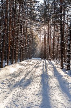 Sunlight through the trees in the forest. Snow trees and a cross-country ski trail. Beautiful and unusual roads and forest trails. Beautiful winter landscape. The trees stand in a row