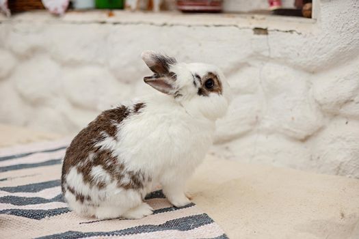 A profile cute little decorative rabbit, white and gray in color, sits on a striped rug against a white wall