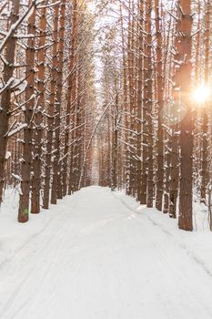 Sunlight through the trees in the forest. Snow trees and a cross-country ski trail. Beautiful and unusual roads and forest trails. Beautiful winter landscape. The trees stand in a row