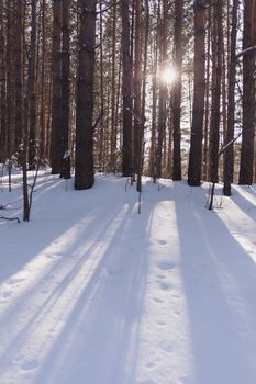 Sunlight through the trees in the forest. Snow trees and a cross-country ski trail. Beautiful and unusual roads and forest trails. Beautiful winter landscape. The trees stand in a row
