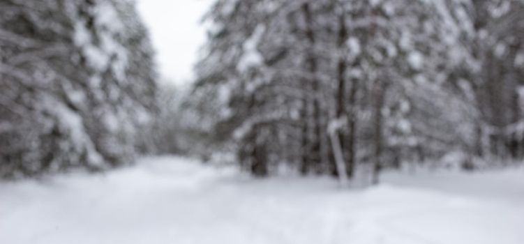 The blurry winter backdrop of a beautiful snowy forest. High-resolution panorama