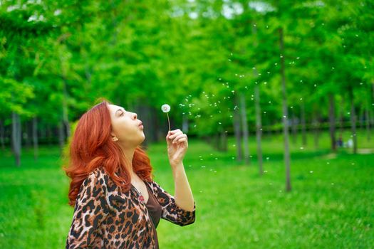 Walk in the park. Cute red-haired woman blows away a dandelion. Nice girl in fashionable jacket with leopard print. Summer romantic mood. Styled wavy hair. Smooth green lawn.
