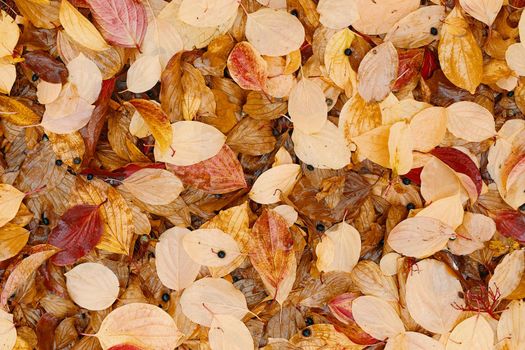 Texture background of colorful fall red and yellow leaves for postcards, ads, and flyers.