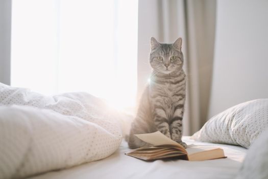 Funny scottish straight grey tabby cat in bed at home. cute cat lying on bed and sleeping in soft morning light. Cute cozy background, morning bedtime at home. 