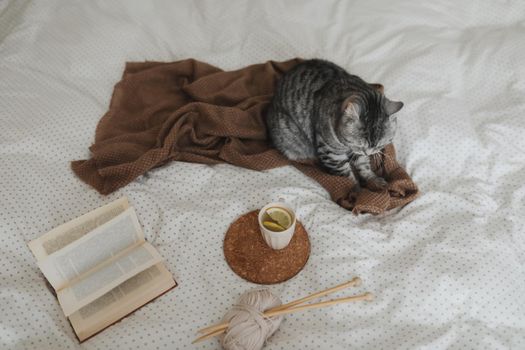 Cute cat sleeping at home. Book and cup of lemon tea with home decor on the warm soft bed. Scandinavian style, hygge concept