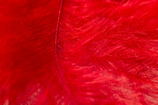 Fluff of red feather bird close up. Natural textured. Macro
