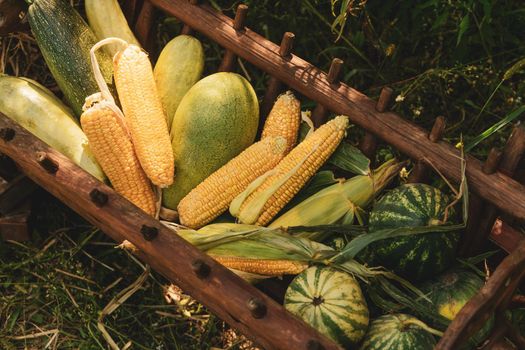Harvest festival with a wooden manger with gifts from the fields of corn, watermelon, zucchini standing decoration in the garden near the house.