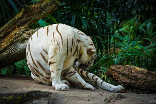 White tiger in jungle. Shooting Location: Singapore