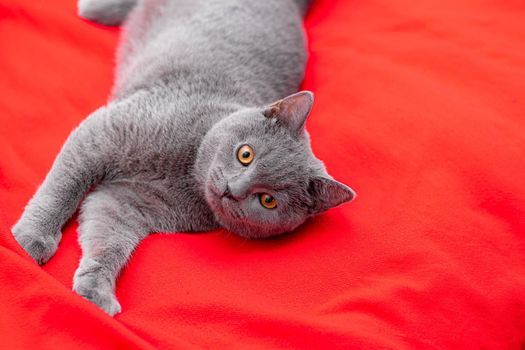 A gray cat on a red plaid . A pet. An article about cats. British cat. Copy Space