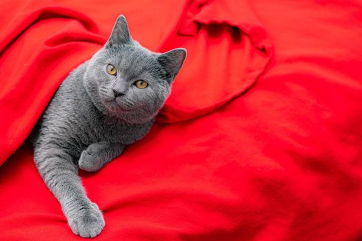 A gray cat on a red plaid . A pet. An article about cats. British cat. Copy Space