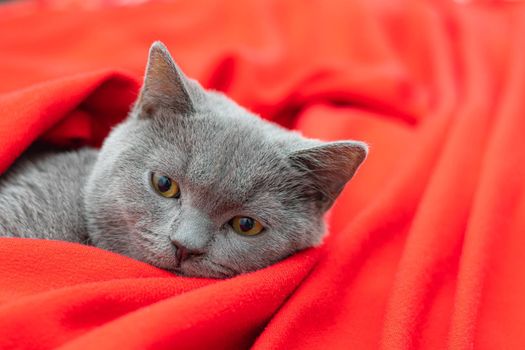 A gray cat on a red plaid . A pet. An article about cats. British cat. Copy Space