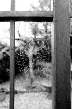 spider web covered with morning dew. High quality photo