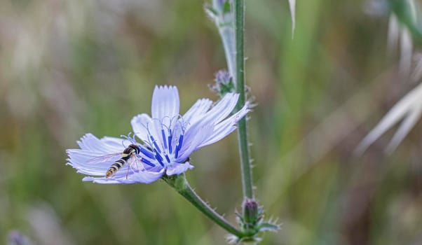 Syrphidae Latreille false bee insect resting on purple flower. High quality photo