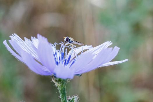 Syrphidae Latreille false bee insect resting on purple flower. High quality photo