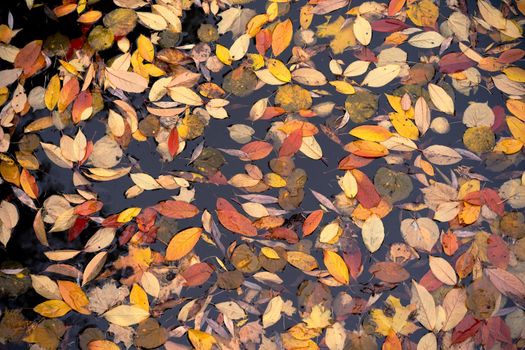 Bright Autumn Leaves in a Pond. Autumn in the City Park. Close-up. High quality photo