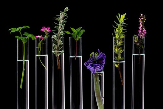 Flowers and medicinal plants aligned in test tubes on a black background