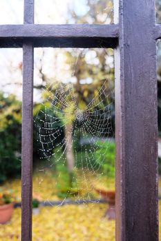 spider web covered with morning dew. High quality photo