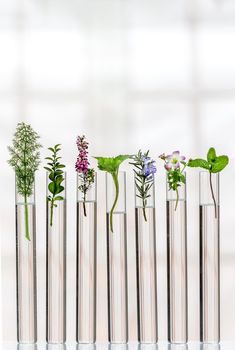 Flowers and medicinal plants aligned in test tubes, on a vertical light background