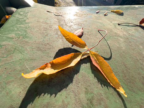 sprig with leaves resting with shadow. High quality photo