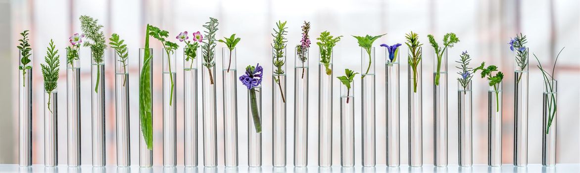 Panoramic of flowers and medicinal plants aligned in test tubes showing transparency